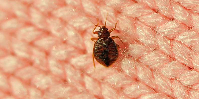 Bed Bugs Control in trichy