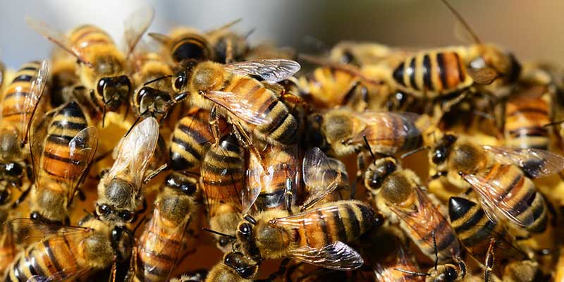 Bee hive control services in trichy