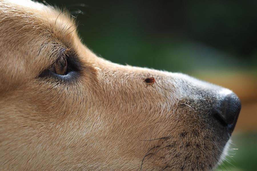 Dog Ticks control in trichy