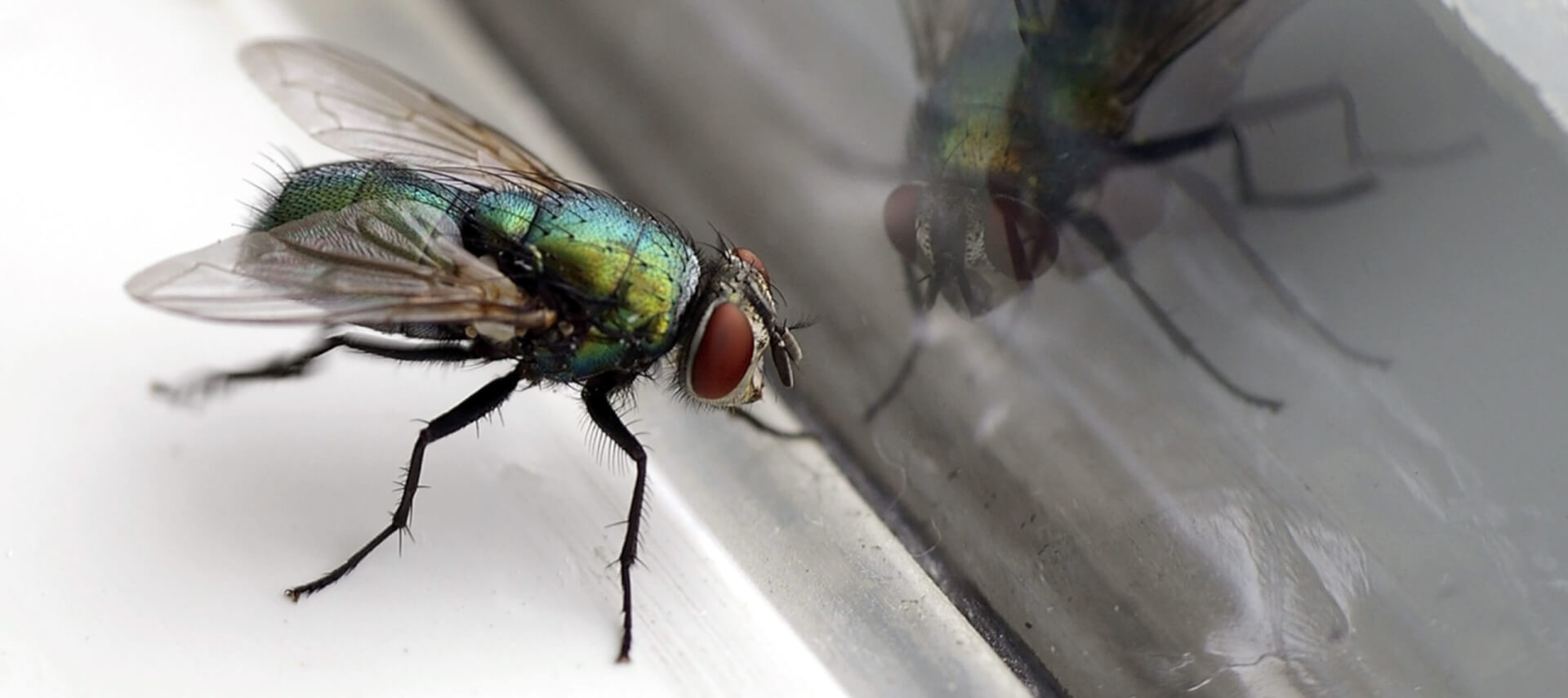 Fly Control services in trichy