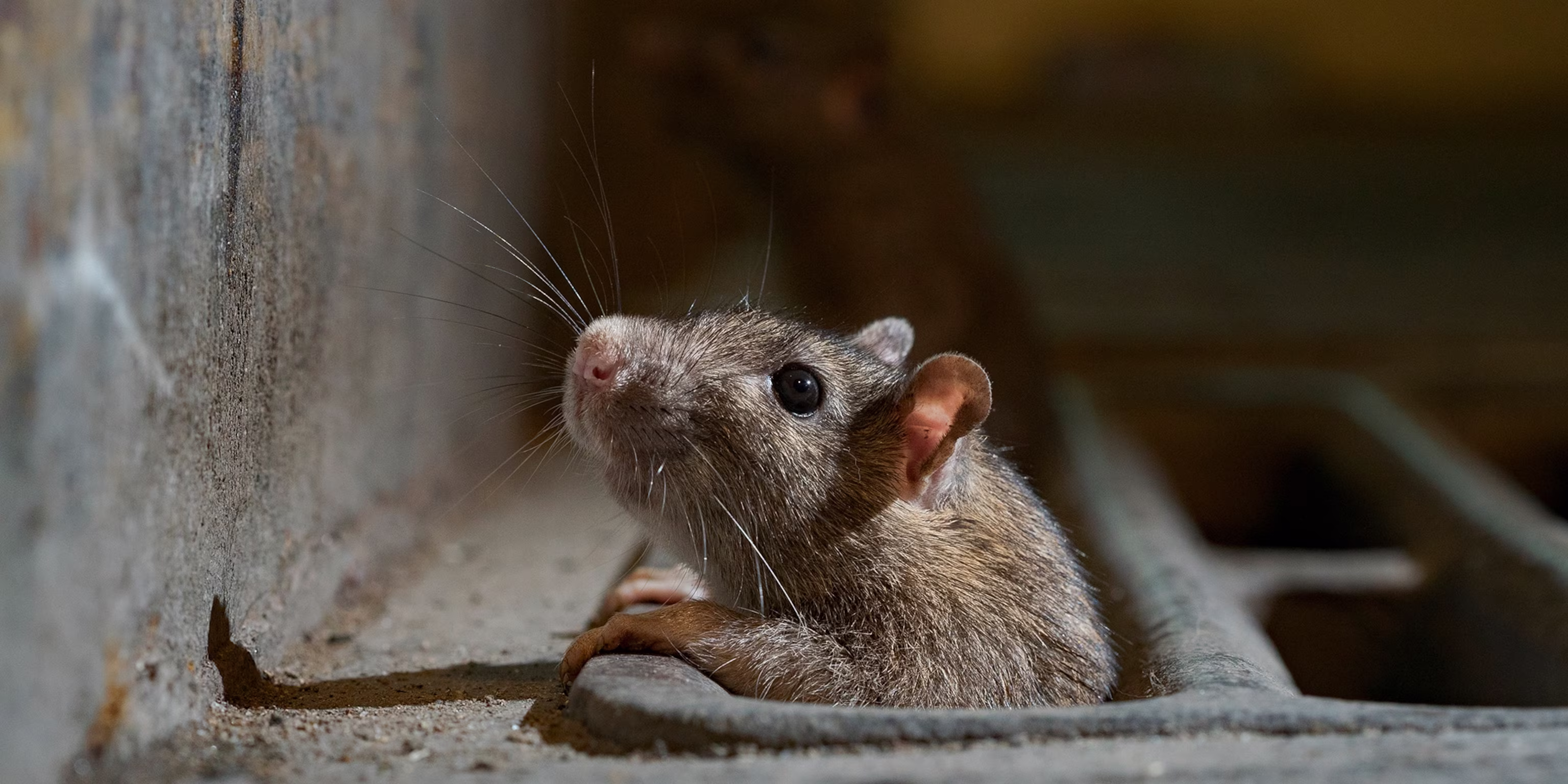Rodent Control services in trichy