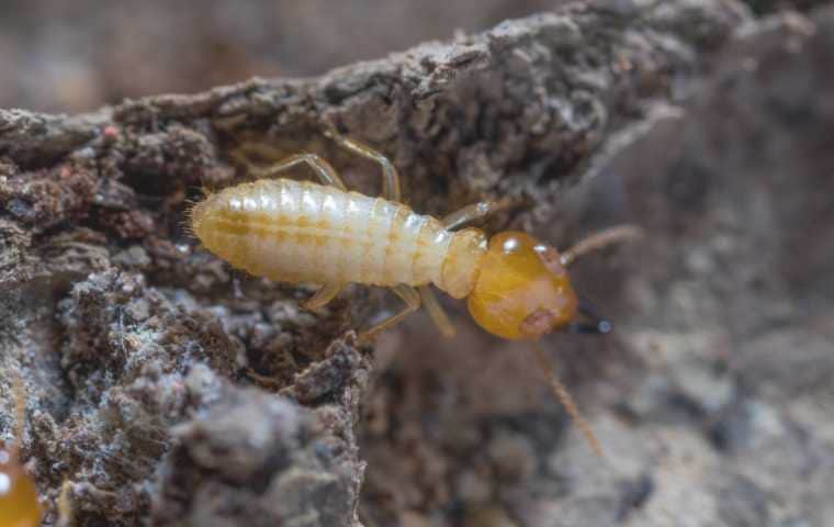 Termites Control servicein trichy