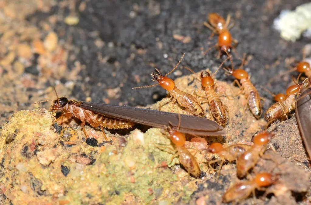 Crystal Nano Solutions